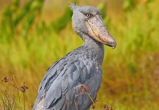 1 Day Mabamba Swamp Tour - Uganda