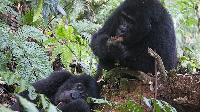 Mountain Gorillas feeding at Bwindi