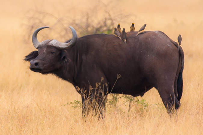 Queen Elizabeth National Park-Uganda • Rafiki Safaris