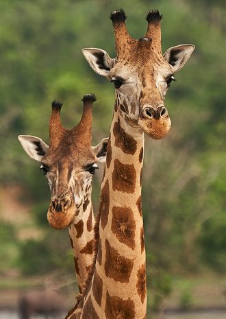 Giraffe at Murchison