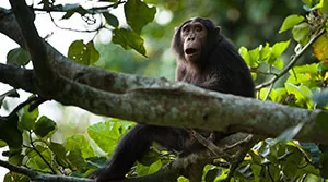 6 Days Chimpanzees and Waterfalls Safari