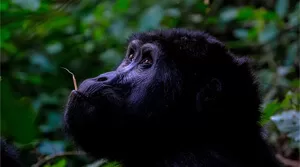 Gorillas and Wildebeest Migration Safari