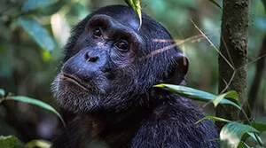 9 Days Uganda Primate Safari