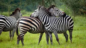 12 Days Northern Uganda Wildlife Safari