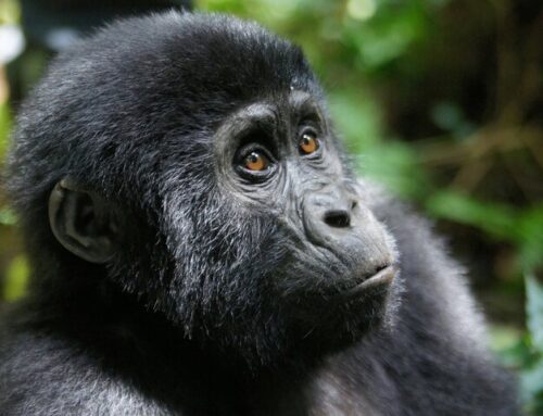 World Gorilla Day. A Call to Protect Our Closest Wildlife Cousins