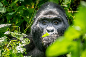 Mountain Gorilla at Bwindi